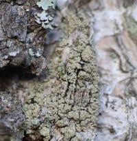 Attēlu rezultāti vaicājumam “Lecanora conizaeoides”