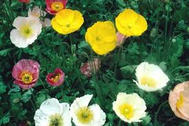 Image result for Papaver nudicaule