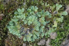 Attēlu rezultāti vaicājumam “Riccia sorocarpa macro”