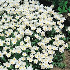 Attēlu rezultāti vaicājumam “Anemone sylvestris bud”