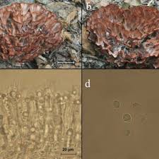 Image result for Podoscypha multizonata