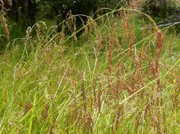 Attēlu rezultāti vaicājumam “Glyceria lithuanica”