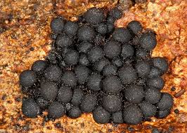 Attēlu rezultāti vaicājumam “Ruzenia spermoides”