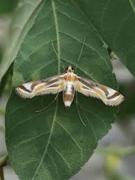 Attēlu rezultāti vaicājumam “Crambidae”