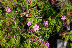 Attēlu rezultāti vaicājumam “Geranium robertianum flower”