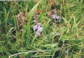 Image result for Veronica officinalis