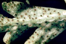 Attēlu rezultāti vaicājumam “Tranzschelia pruni-spinosae spores”