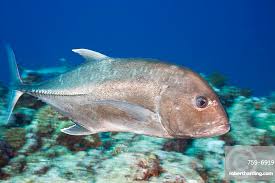 Image result for Caranx ignobilis