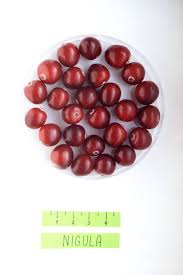 Attēlu rezultāti vaicājumam “Oxycoccus palustris fruit”