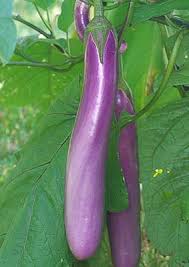 Afbeeldingsresultaat voor fengyuan purple eggplant