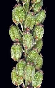 Attēlu rezultāti vaicājumam “Triglochin maritimum”