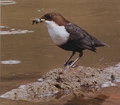 Attēlu rezultāti vaicājumam “Cinclus cinclus adult”