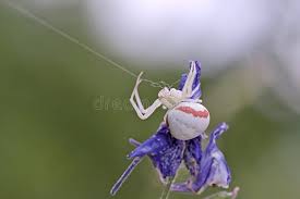 Attēlu rezultāti vaicājumam “Misumena vatia”