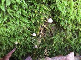 Attēlu rezultāti vaicājumam “Mycena pseudocorticola”