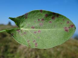Attēlu rezultāti vaicājumam “Rumex acetosa leaf”
