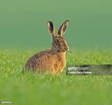 Attēlu rezultāti vaicājumam “Lepus sp.”