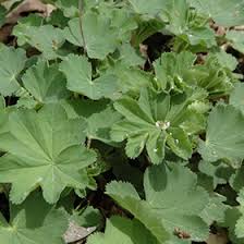 Image result for Alchemilla mollis