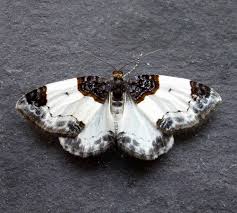 Attēlu rezultāti vaicājumam “Mesoleuca albicillata”