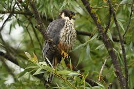 Attēlu rezultāti vaicājumam “Falco subbuteo”