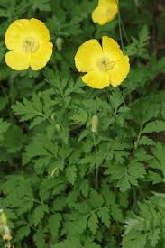 Image result for Meconopsis cambrica