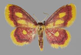 Attēlu rezultāti vaicājumam “Idaea muricata”