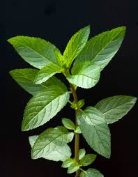 Image result for Menta x piperita