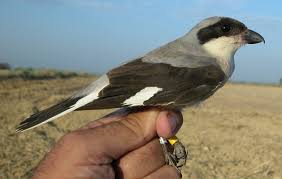 Image result for Lanius minor