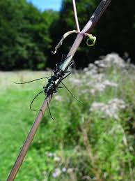 Attēlu rezultāti vaicājumam “Aromia moschata”