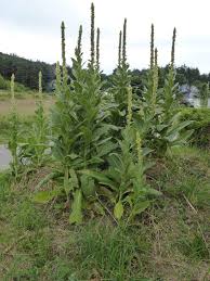 Image result for Königskerzen