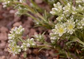 Attēlu rezultāti vaicājumam “Scleranthus perennis flower”