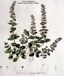 Attēlu rezultāti vaicājumam “Veronica serpyllifolia leaf”