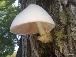 Attēlu rezultāti vaicājumam “Volvariella bombycina”