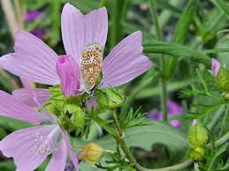 Attēlu rezultāti vaicājumam “Malva moschata leaf”