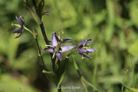 Attēlu rezultāti vaicājumam “Swertia perennis leaf”