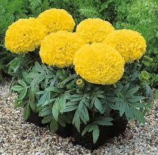 Attēlu rezultāti vaicājumam “Tagetes”