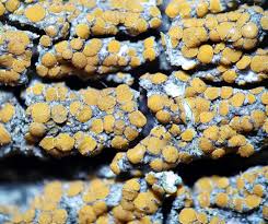 Attēlu rezultāti vaicājumam “Cliostomum corrugatum”