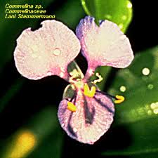 Attēlu rezultāti vaicājumam “Commelinaceae”