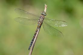 Attēlu rezultāti vaicājumam “Aeshna mixta female”