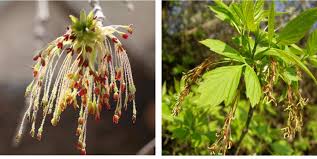 Attēlu rezultāti vaicājumam “Acer negundo female flower”