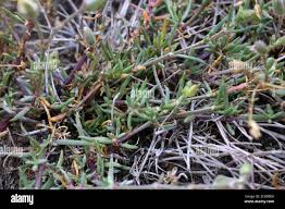 Attēlu rezultāti vaicājumam “Spergularia marina”