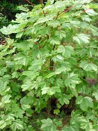 Attēlu rezultāti vaicājumam “Acer pseudoplatanus leaf”