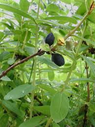 Attēlu rezultāti vaicājumam “Lonicera caerulea var. pallasii fruit”