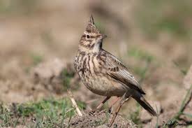 Attēlu rezultāti vaicājumam “Galerida cristata adult”