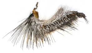 Attēlu rezultāti vaicājumam “Hipparchia semele underside”