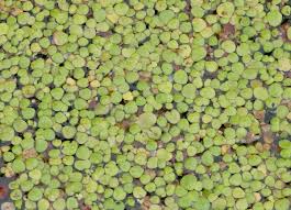 Attēlu rezultāti vaicājumam “Spirodela polyrhiza”