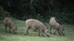 Attēlu rezultāti vaicājumam “Sus scrofa”