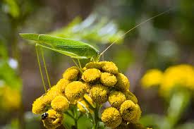 Attēlu rezultāti vaicājumam “Tettigonia cantans”