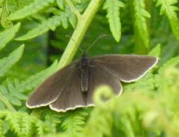 Attēlu rezultāti vaicājumam “Aphantopus hyperantus underside”