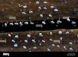 Attēlu rezultāti vaicājumam “Physarum bivalve spores”