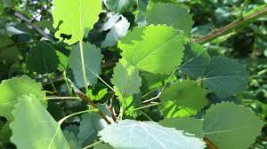 Attēlu rezultāti vaicājumam “Populus tremula leaf”